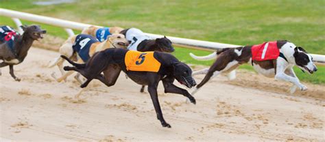 www igb ie|Learn More About Greyhound Racing Ireland.